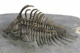 Spiny Comura Trilobite - Great Preparation #250010-1